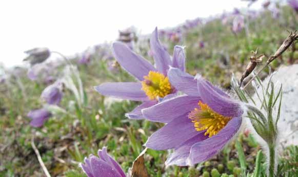 Foto denna sida: Marit Hedlund Varför naturvård? Naturens ekosystem och arter bildar tillsammans en komplex väv som ger oss många och viktiga så kallade ekosystemtjänster.