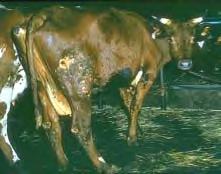 Fång Kor med kraftig akut fång är halta, har nedsatt allmäntillstånd, eventuellt feber, de ligger mer än vanligt och lägger sig ofta strax efter mjölkningen.