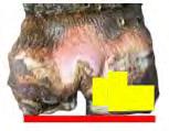Beroende på de olika uppgifterna hornet har på olika platser i klöven (hård slityta eller mjuk stötdämpning) har keratinet olika sammansättning.