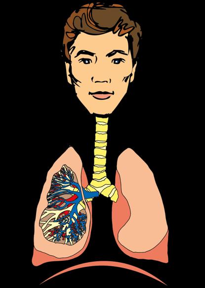 Människans andningsorgan Luftstrupen (Trachea) Delning av luftstrupen (Carina) Bronker (Bronhci)