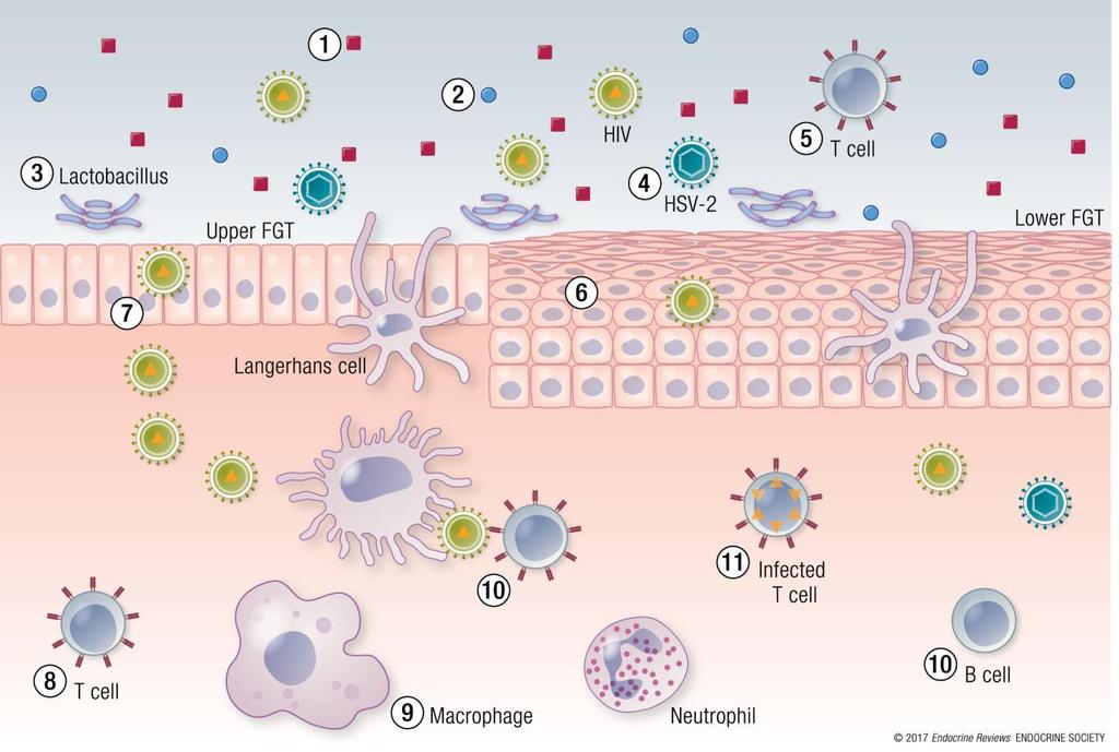 From: Hormonal Contraception and HIV-1 Acquisition: Biological Mechanisms Endocr Rev. 2018;39(1):36-78. doi:10.1210/er.