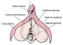 ANATOMI Klitoris Tunt förhornat flerskiktat skivepitel. Största delen inte synlig.