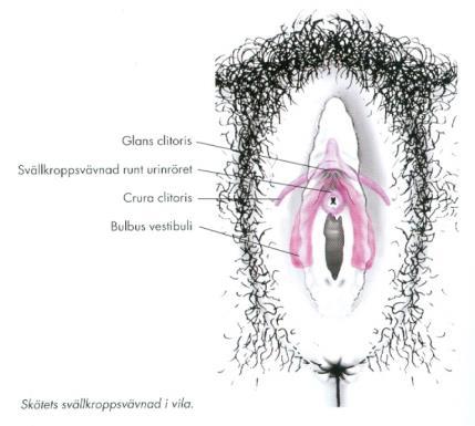 Från förhuden till symfysen där det är fäst med lig suspensorium clitoridis.