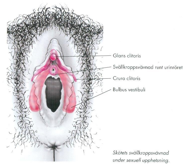 Klitoris