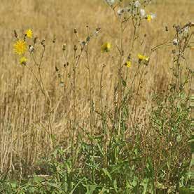 Figur 2. Åkermolken, med gula blommor, har frön som kan spridas långt med vinden. Foto: Per Ståhl. Figur 3. Åkertisteln, med lila blommor, har frön som sprids kortare sträckor med vinden.