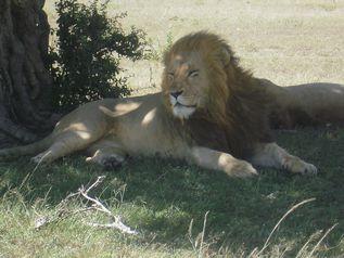 LÖRDAG 10 MARS: QUEEN ELISABETH NATIONALPARK/MWEYA Viltstammarna i Uganda har börjat återhämta sig och idag är Queen Elisabeth åter jämförbar med Afrikas främsta nationalparker när det gäller