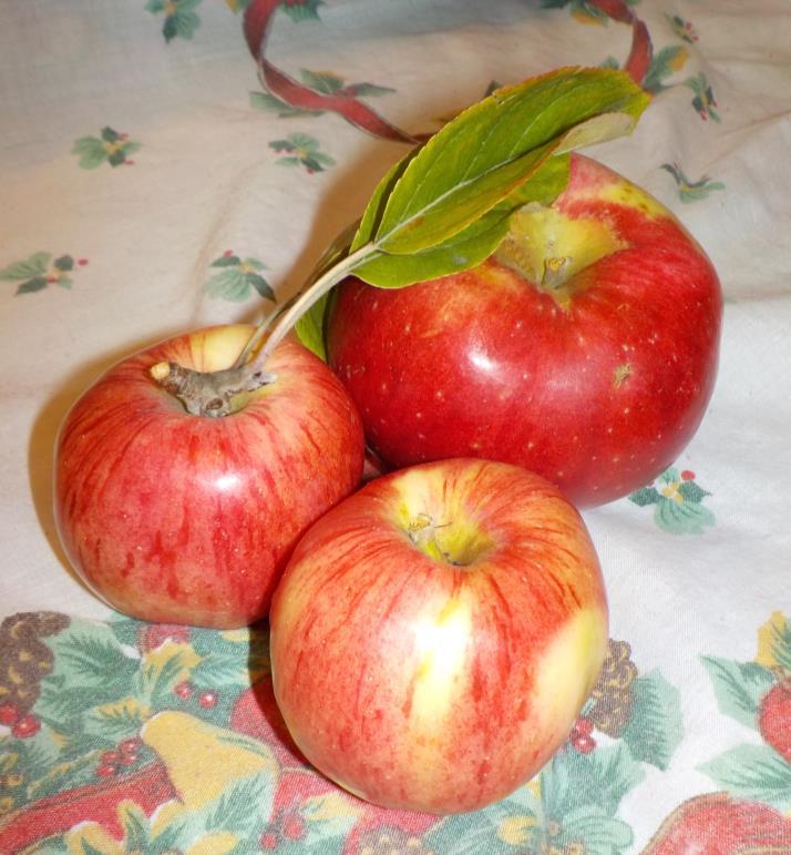 SKARPAN nr 3/18 Informationsblad för boende i BRF Tingvallen Nyskördade äpplen Från: Äppelträdet bakom 2 A Foto: