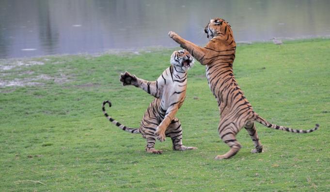 DAG 4: MÅNDAG 18 FEBRUARI 2019 JAIPUR - RANTHAMBORE Efter frukost checkar vi ut och vår buss kör genom delstaten Rajasthan med sitt fascinerade landskap och rika historia mot Ranthambore.