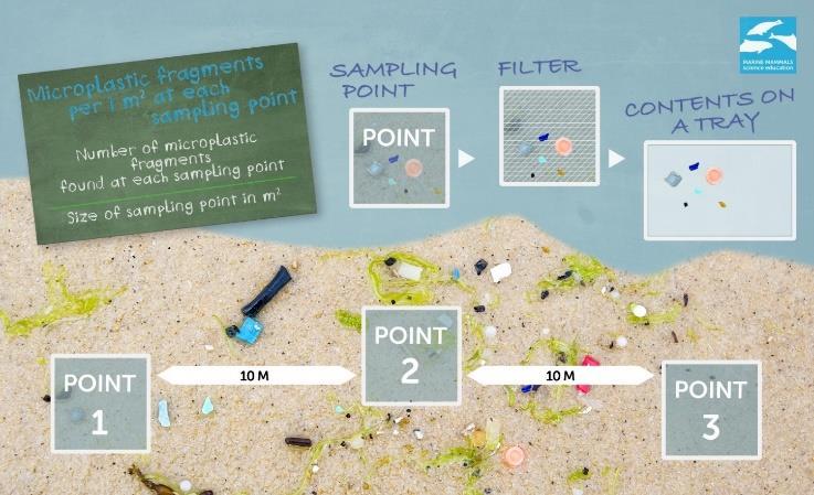 3. mikroplast provtagning på stranden Just nu så ansamlas plast på stränderna i hela världen och kan utgöra en risk för många djur.