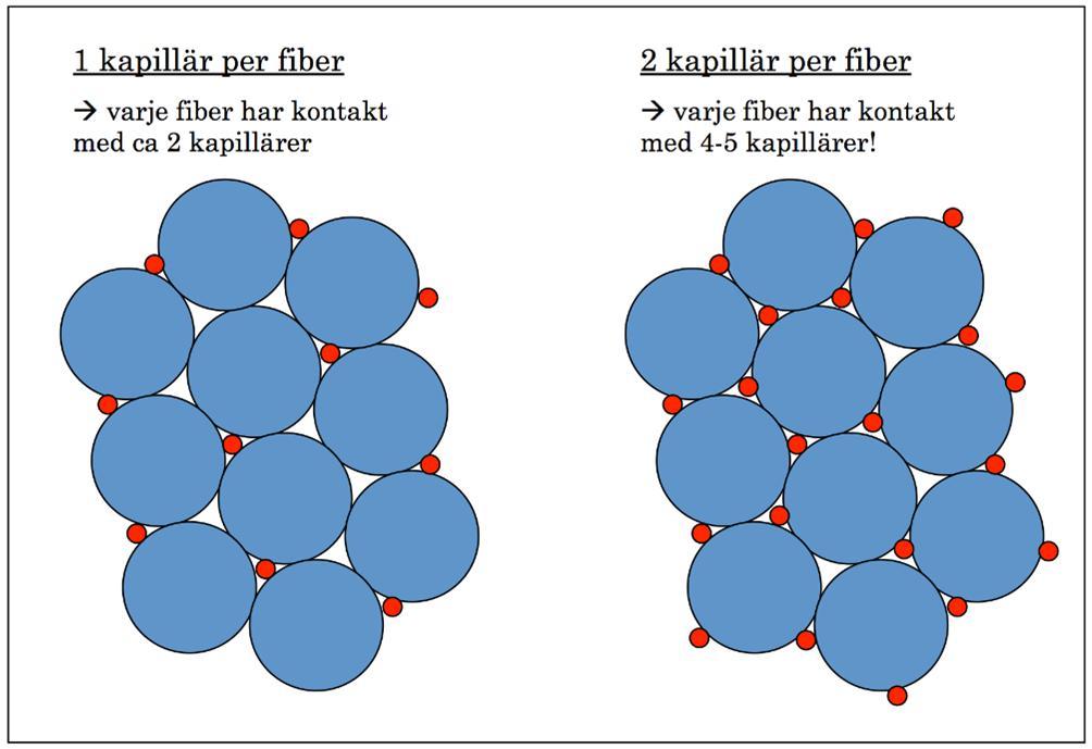 Vänster kammarvägg (blir tjockare) Ökat antal kapillärer Förbättrad