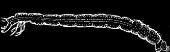 Larverna av stickmyggor och fjädermyggor har inga ben alls och lever under vatten. andningsrör Fjädermyggornas larver kan se ut på många olika sätt.