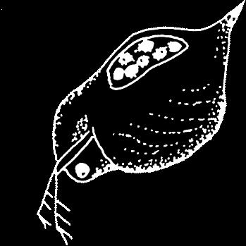Sötvattensgråsugga Sötvattensgråsuggan lever hela sitt liv under vatten. När den kläcks från sin mammas ruvningshåla är den bara någon millimeter lång.
