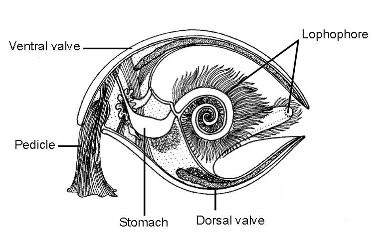 Eukaryota Fylum Brachiopoda (armfotingar) Animalia Brachiopoda Dorsalskal (brachialskal) och ventralskal (pedikelskal) Pedikel = foten håller fast brachiopoden i underlaget Lophophor= armen, ett