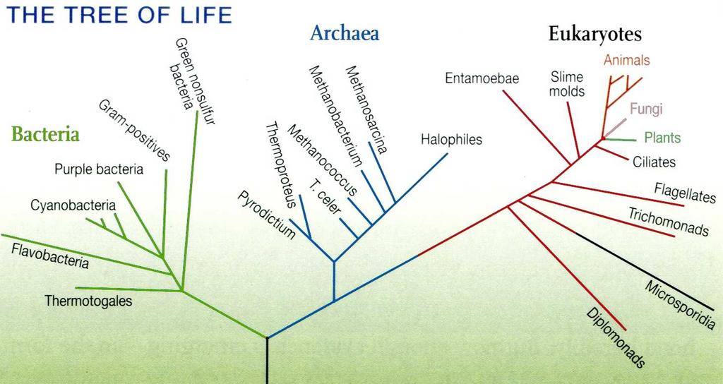 Fylogeni = visar släktskap Dvs: Taxonomiskt släktträd, där varje