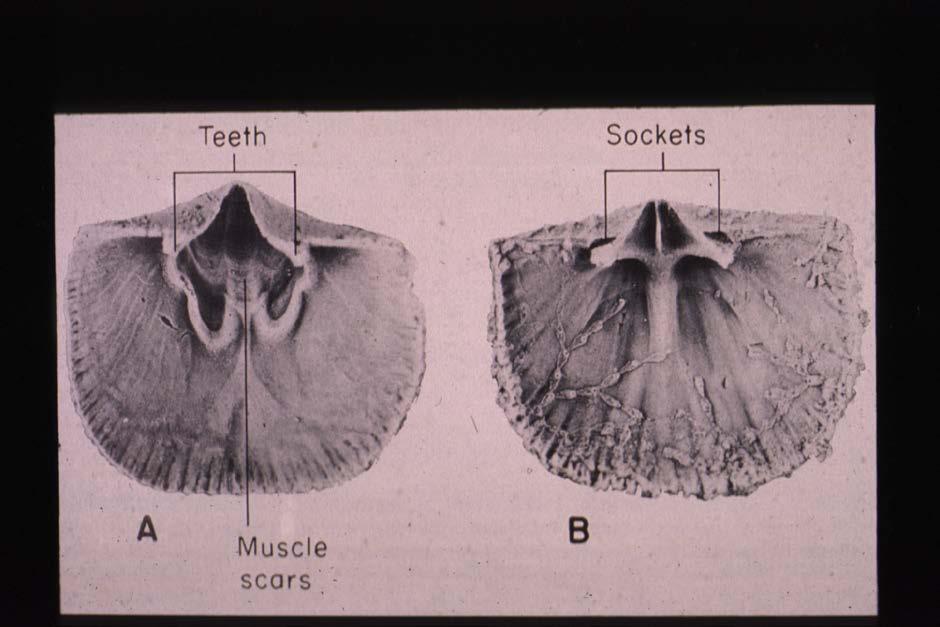 Fylum Brachiopoda Subfylum Rhynchonelliformea Tänder Muskler (muskelfästen) öppna och