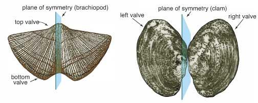 Fylum Mollusca Klass Bivalvia (musslor) Brachiopod eller