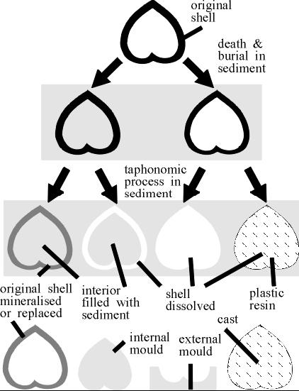 Fossilbildning Ursprungligt material Material ersatt med annat material Yttre avtryck Inre avtryck (stenkärna)