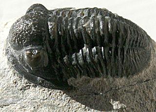 Eukaryota Animalia Fylum Arthropoda Klass Trilobita Arthropoda Trilobita Namnet