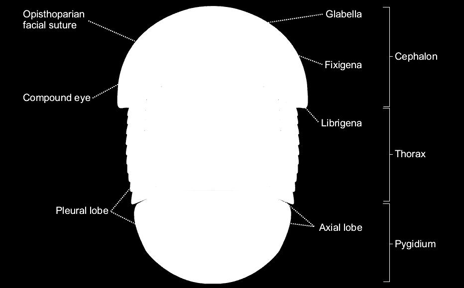 Trilobiten har en segmenterad kropp som består av: Cephalon (huvud) Thorax (mittpartiet, 2-40 segment) Pygidium (stjärtpartiet)
