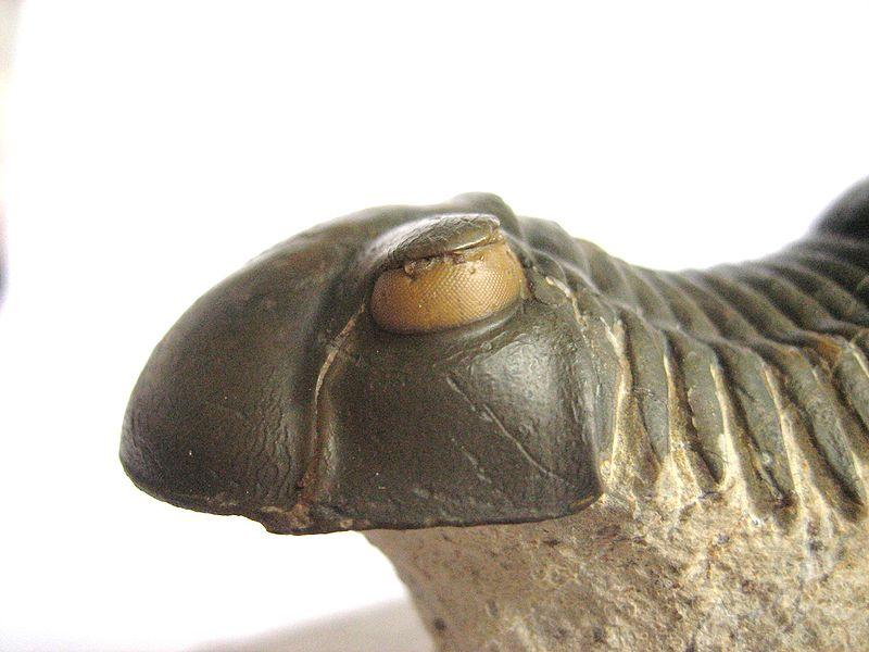 Majoriteten av trilobiterna hade facettögon, ofta uppbyggda av flertalet linser (från en till tusentals) Ögonen var unika då de bestod av linser med klara kalcitkristaller (CaCO 3 ), vilket