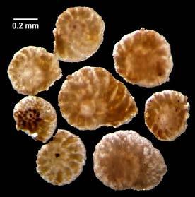 Rike Rhizaria Fylum Foraminifera (forameniferer/skalamöbor) Formen och materialet på skalet används för att bestämma vilken art det är = över 10 000 arter (varav runt 1800 fossila).