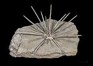 ) Fossil från paleozoikum är oftast i dåligt skick och består i regel av enstaka kalkplattor och lösa taggar men det finns undantag!