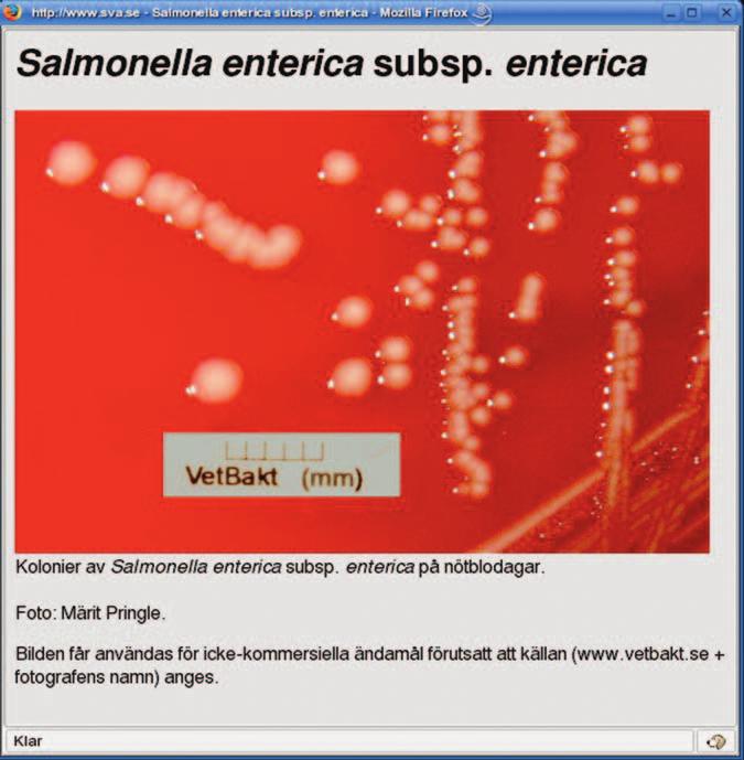 VetBakt mer användbar har vi lagt in information om accessionsnummer till 16S rrna-sekvenser och helgenomsekvenser i databasen GenBank (www.ncbi.nlm.nih.gov).