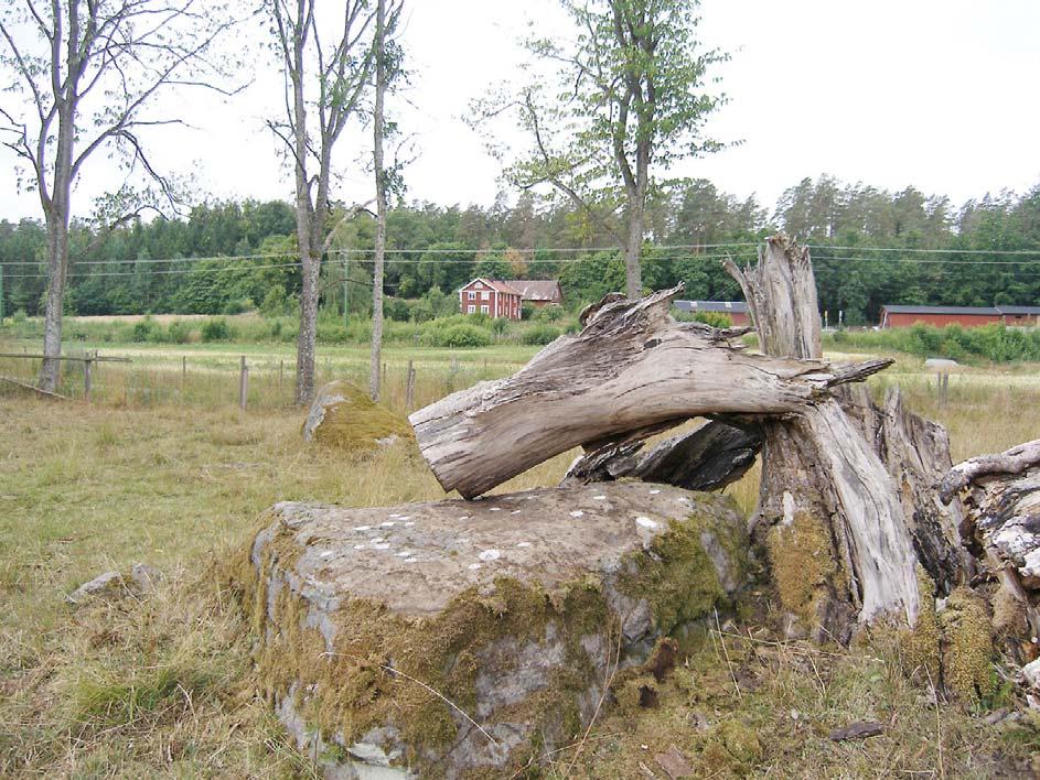 Vid sommarens inventering registrerades och dokumenterades 30 lokaler med skålgropar och rännor.