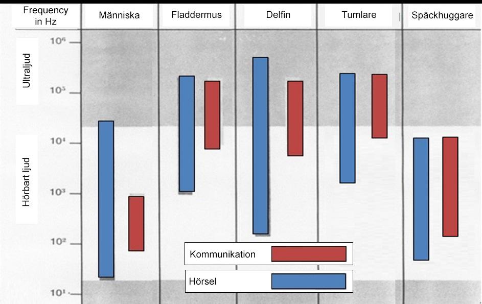 8. Jämförelse av hörsel och kommunikation av tumlare och späckhuggare Jämföra hörsel och kommunikations förmågor av arten nedan (figur 1).