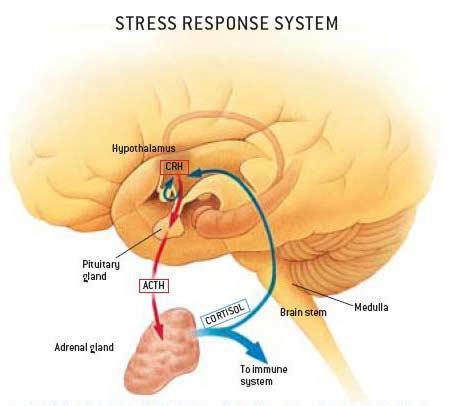 Neurobiologisk förståelse av trauma HPA-axeln.