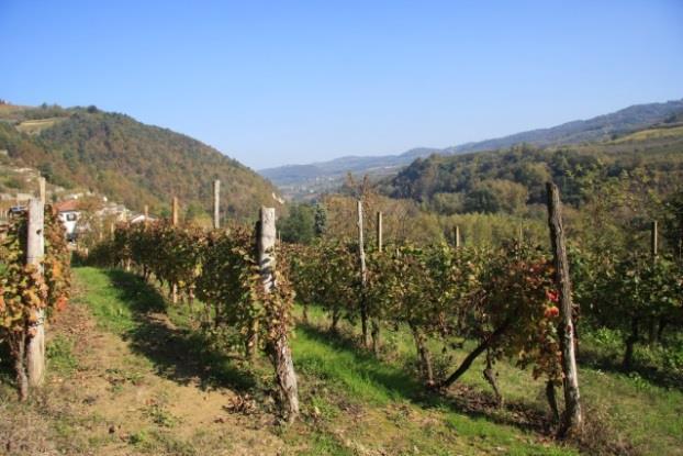 Medel vandring 15 km Alba Dag 2 Alba Barolo- Novello - Monforte de Alba Efter frukost får du transfer till Barolo, där vinmuseet i det imponerande slottet är väl värt ett besök innan dagens vandring