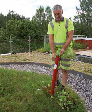 Med örtpluggplantor kan man själv komponera artsammansättningen och första årets blomning blir rikligare.