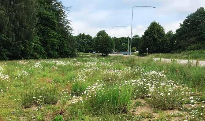 Ängsvegetation 79 FRÅN GRÄSYTA TILL ÄNGSYTA Minskad skötsel med ängsytor Skötseln av gräsytor står idag för cirka 20-25% av en kommuns skötselbudget.