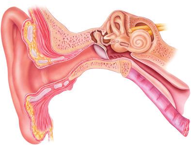 ABIGO Medical AB Lilla öronskolan Förstå örats funktioner så att du kan behandla och förebygga