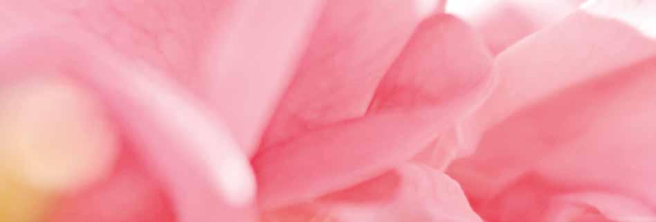 12 Rosen är i ordets rätta bemärkelse en extraordinär växt. Den har vassa taggar men samtidigt vackra, späda blommor. Den har en robust och fast förankrad rot men samtidigt en förförisk doft.