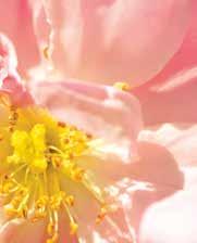 I fokus: ros 13 Läkeväxternas drottning. För att kunna utnyttja rosens alla aspekter och facetter använder vi olika beredningar i Dr. Hauschka Hudvård: Eterisk rosenolja.