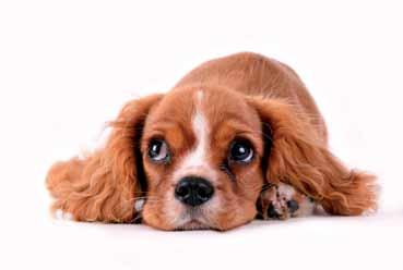 mat- eller vattenskål för hundar med långa öron.