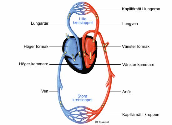 Cirkulationen Plasmavolymen ca 40% Blodkroppsvolym ca 25% Hb går ned 10-15g/L Hjärtfrekvens