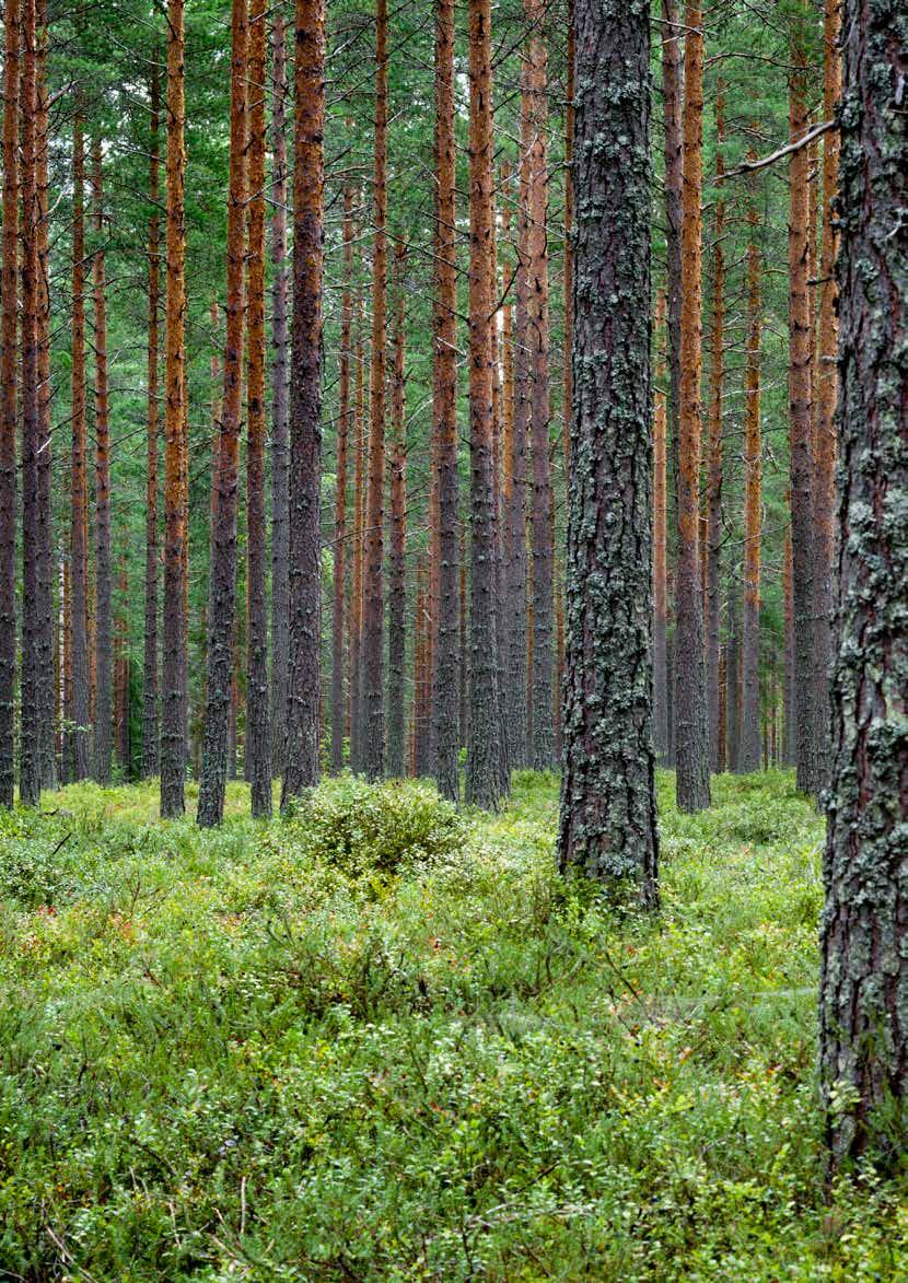 24 Klimatsmart råvara När skogen växer upptar den kol. De unga växande träden upptar mer än äldre träd.
