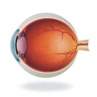 sjukdomar i ögats bakre del, glaukom eller en hjärntumör.