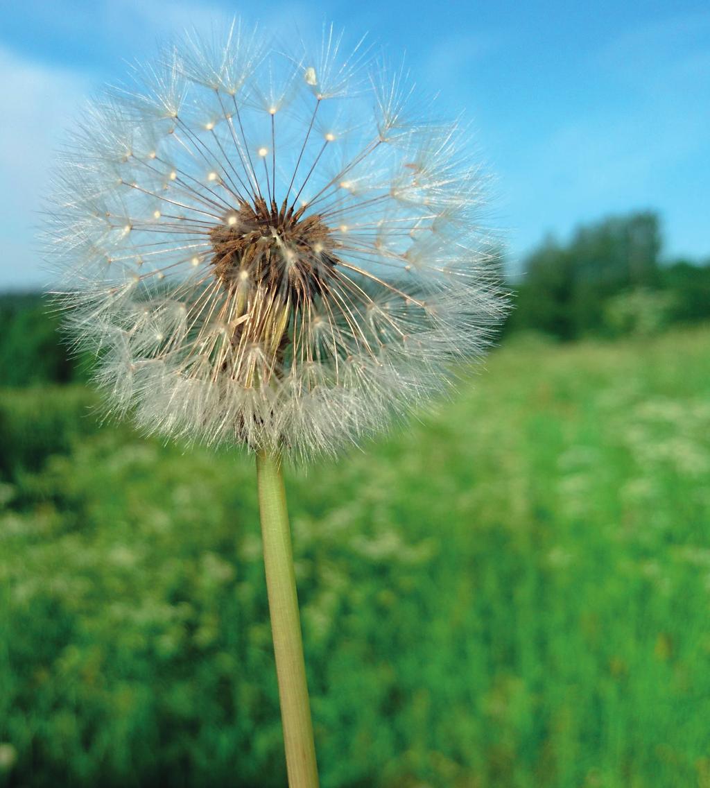 VERDANDIS SOMMARVERKSAMHET 2018 SOMMAR aktiviteter 2018 Utflykter Badresor Familjeläger Gemenskap Fittja Rinkeby