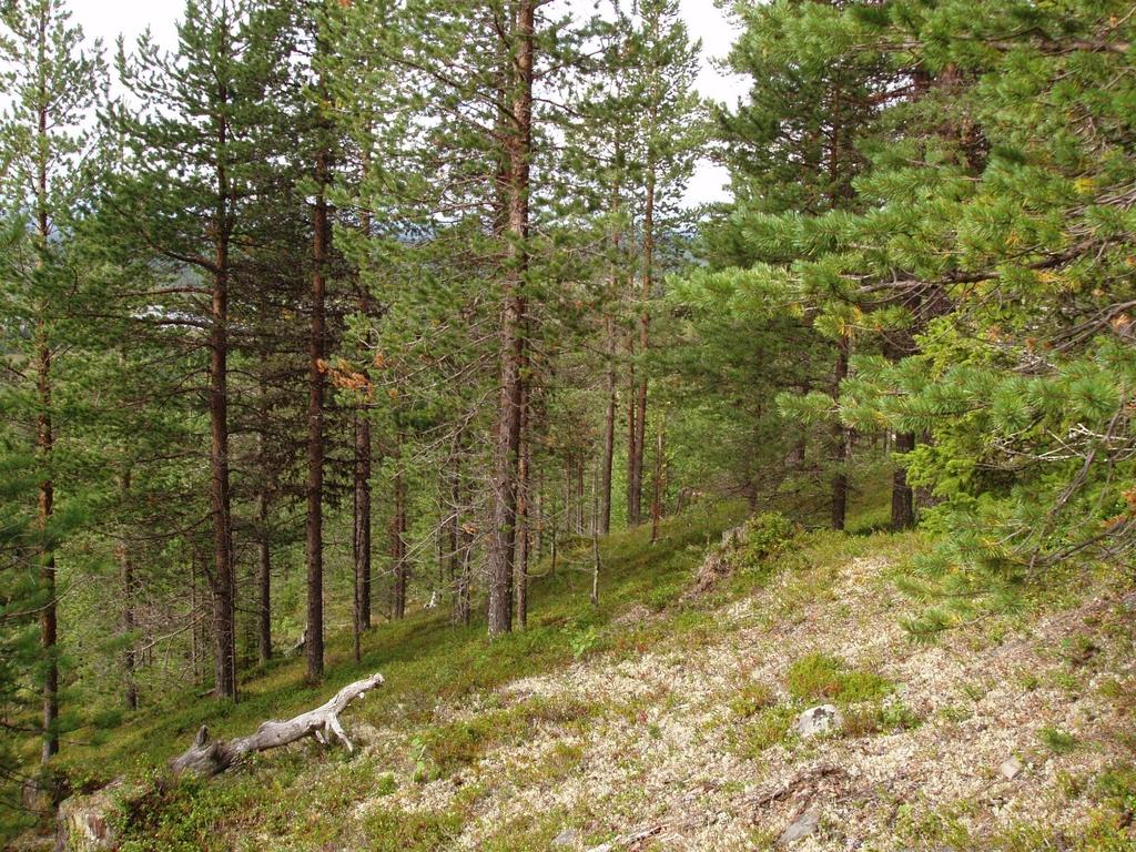 8 (12) Skötselområde C, bilaga B. är 15 ha arronderingsmark på bergets västra sida ligger i en mycket brant del av sluttningen och beskogas av medelålders svensk tall 8-10 meter höga, bild 4. Bild 4.