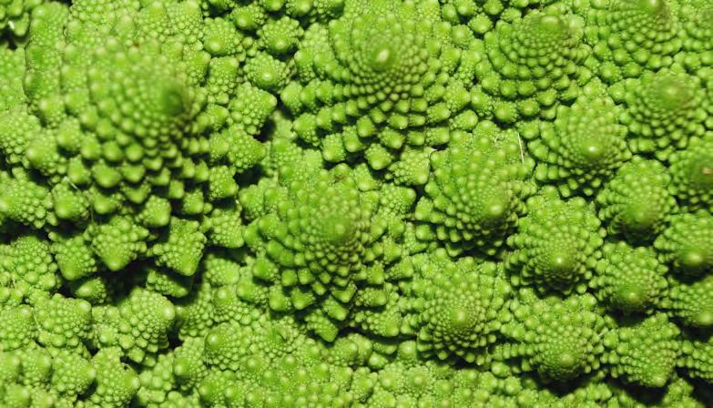 Fraktaler i broccoli (Brassica oleracea). FRAKTALER Fraktaler är motsatsen till figurer som cirklar, trianglar och räta linjer inom den klassiska geometrin.