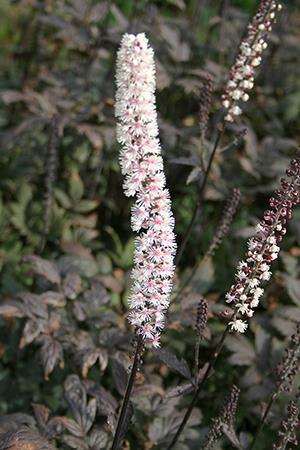 Årets perenn 2018 är Höstsilverax, Actaea simplex Den har ett mörkt bladverk toppat med skira doftande blomspiror som lyser upp trädgården på hösten.