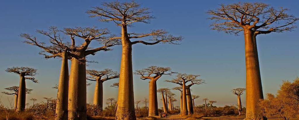 Madagaskar Lemurernas rike Följ med på ett fantastiskt naturäventyr på denna helt unika ö.