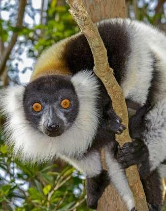 Totalt finns 12 arter av lemurer i Ranomafana nationalpark och över 100 fågelarter varav 36 är endemiska för Madagaskar. Glöm inte att hålla utkik efter alla vackra reptiler och fjärilar!