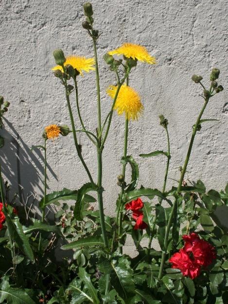 Åkermolke (Sonchus arvensis) Blir mellan 50 till 120 cm hög och blommar juli till september. Är svårutrotad.
