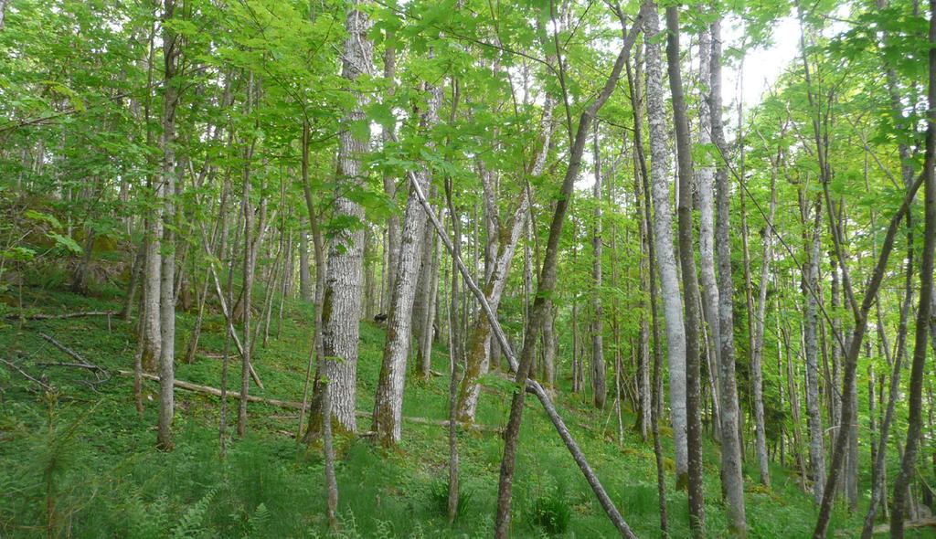och Västra Götaland (6). Våra skogar var halvöppna på 1940- och 50-talet, hade ofta betesmark eller småskaligt åkerbruk även spår efter hamling (lövtäkt) på äldre träd förekommer.