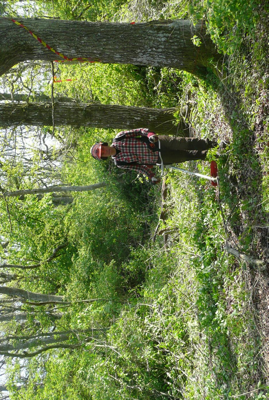 Figur 2. På mycket produktiva lokaler, som här på Öland (Albrunna lund), skapade vår naturvårdsgallring 2002/2003 ett rikt uppslag av buskar.