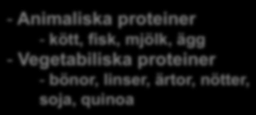 Liten proteinfysiologi Funktioner -
